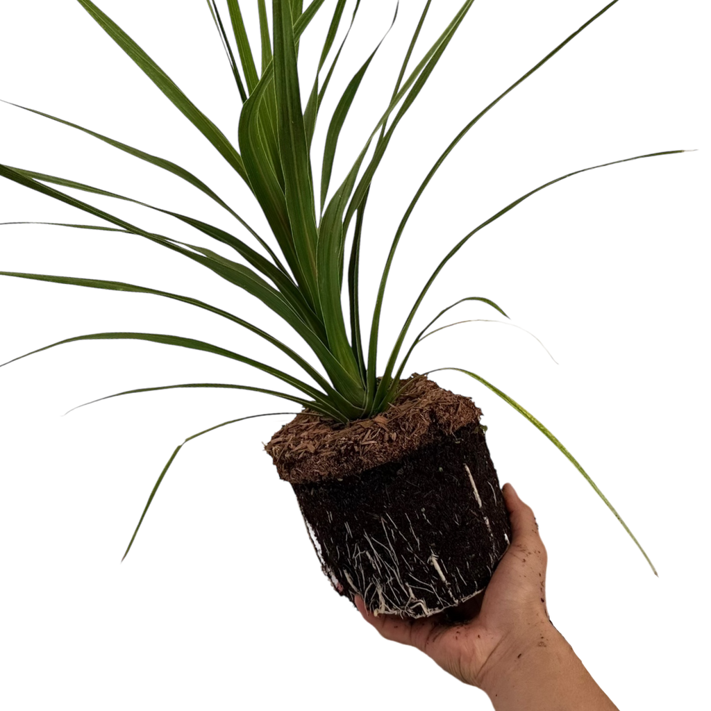 Cordyline ‘Peko’ — Hardy Perennial, 3L Pot