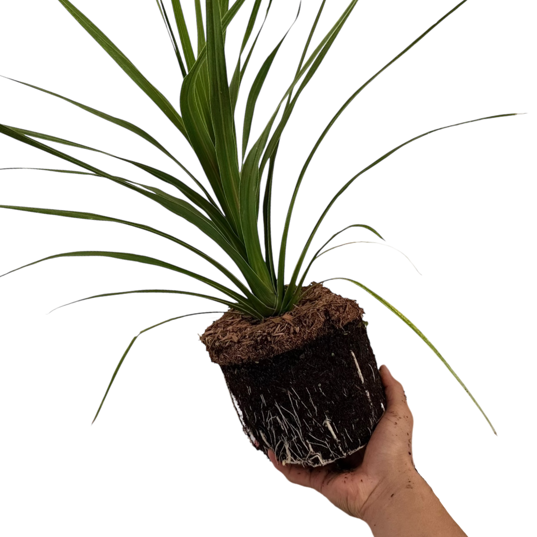 Cordyline ‘Peko’ — Hardy Perennial, 3L Pot