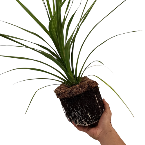 Cordyline ‘Peko’ — Hardy Perennial, 3L Pot