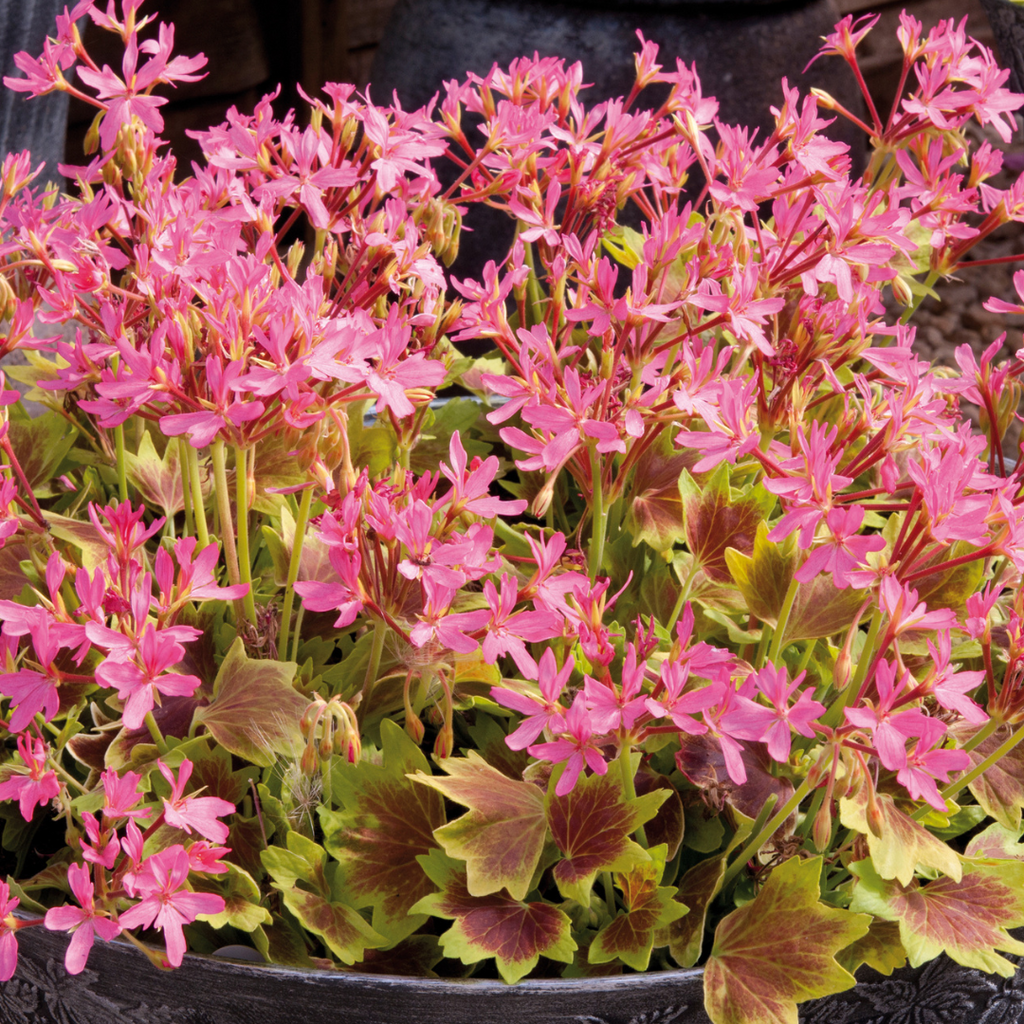 Pelargonium ‘Lotusland’ — Tender Perennial (grown as bedding), Bee-Friendly, 1L Pot (Set of 3 or 6)