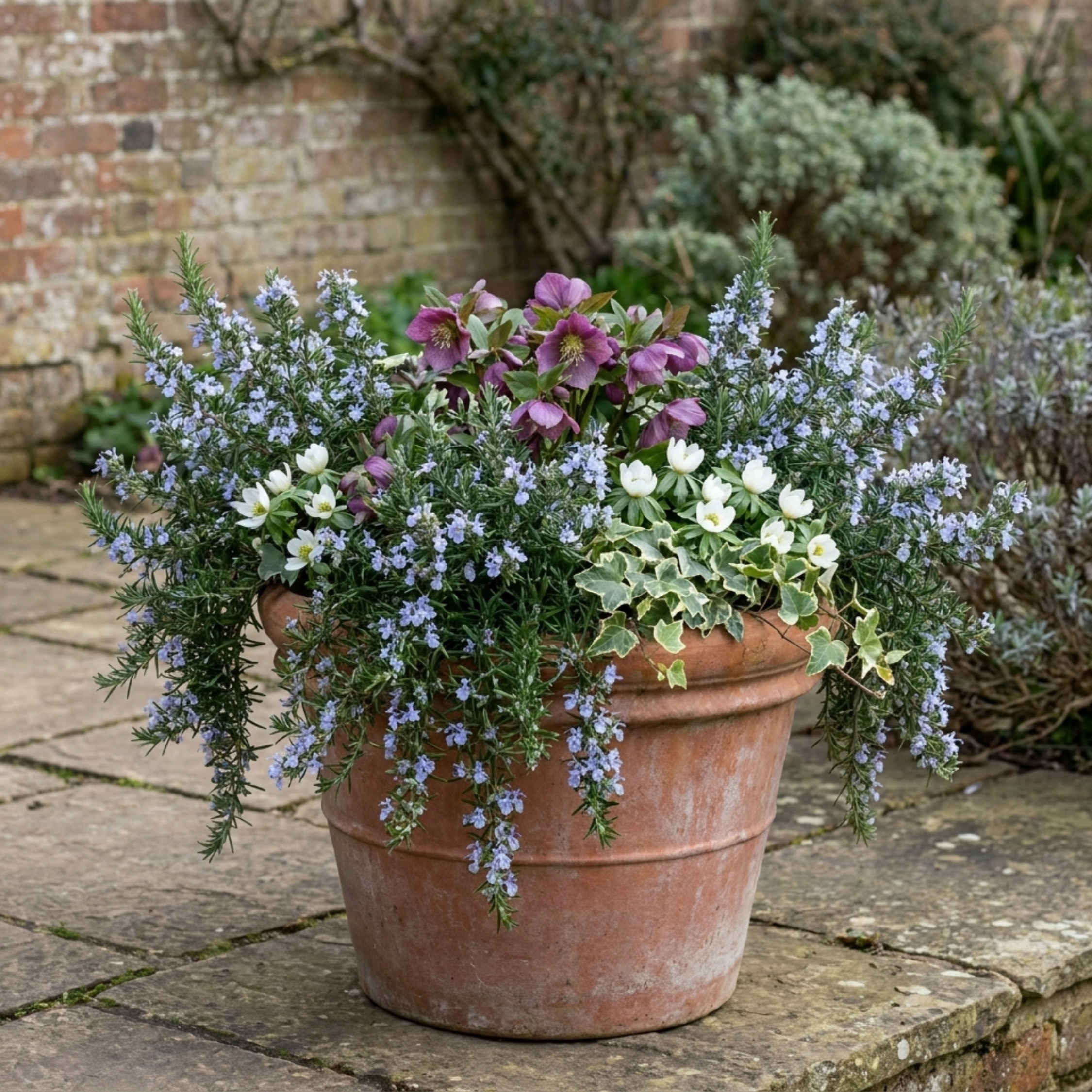 Salvia ‘Blue Winter’ — Hardy Evergreen Shrub / Perennial Herb, Bee-Friendly, 1L Pot (Set of 3 or 6)