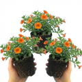 Calibrachoa ‘Cabaret Orange’ — Half-Hardy Trailing Annual, Bee-Friendly, 10.5cm Pot (Set of 3 or 6)