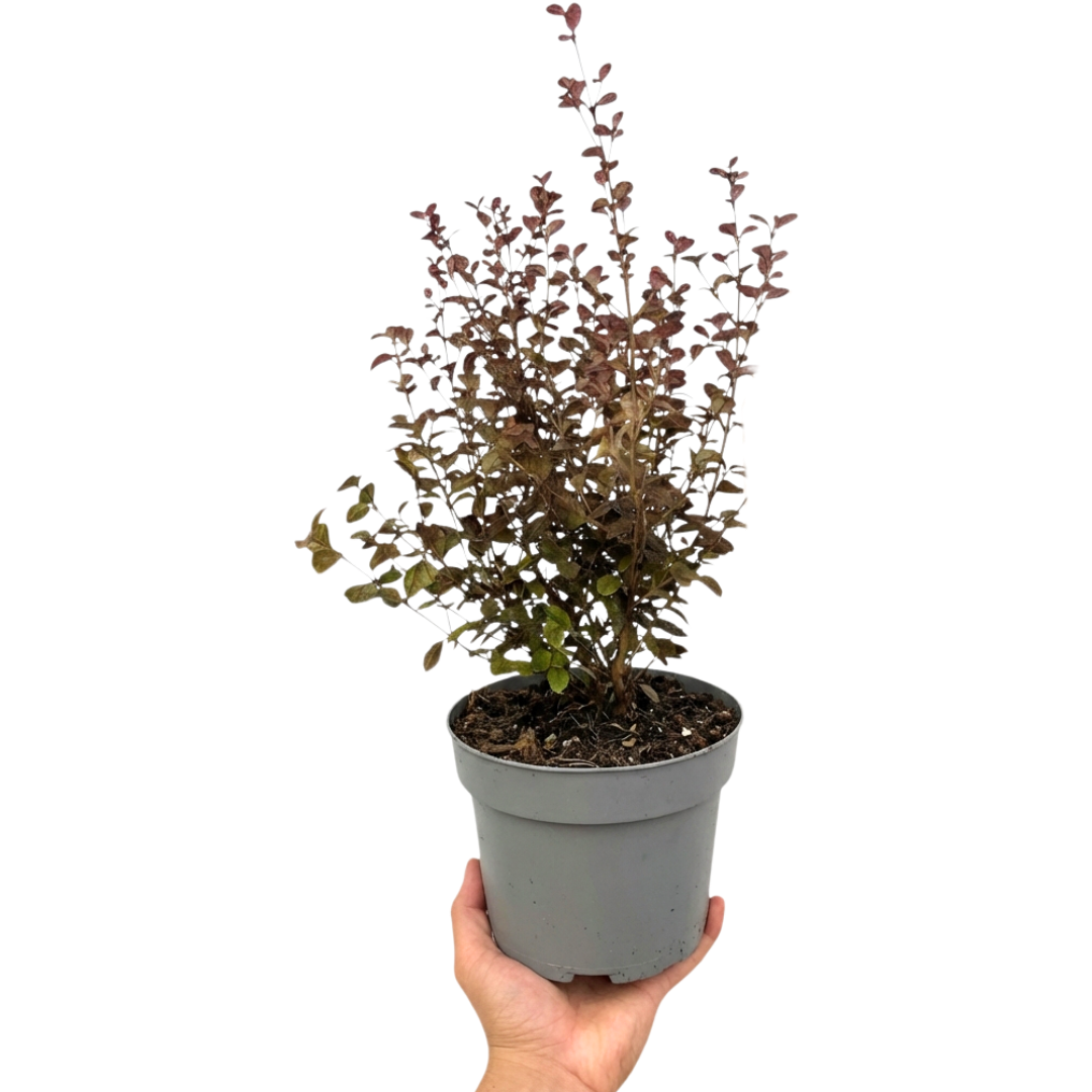 Lophomyrtus ‘Purpurea’ — Hardy Perennial, 3L Pot