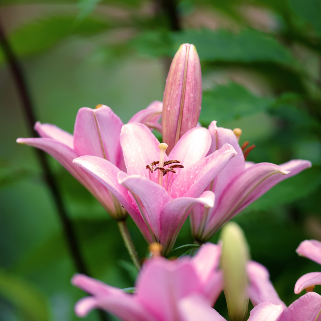 Lilium ‘Pink’ — Hardy Bulb, Bee-Friendly, 1L Pot (Set of 3 or 6)