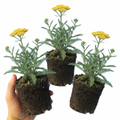 Achillea ‘Cloth of Gold’ — Hardy Herbaceous Perennial, Bee-Friendly, 1L Pot (Set of 3 or 6)