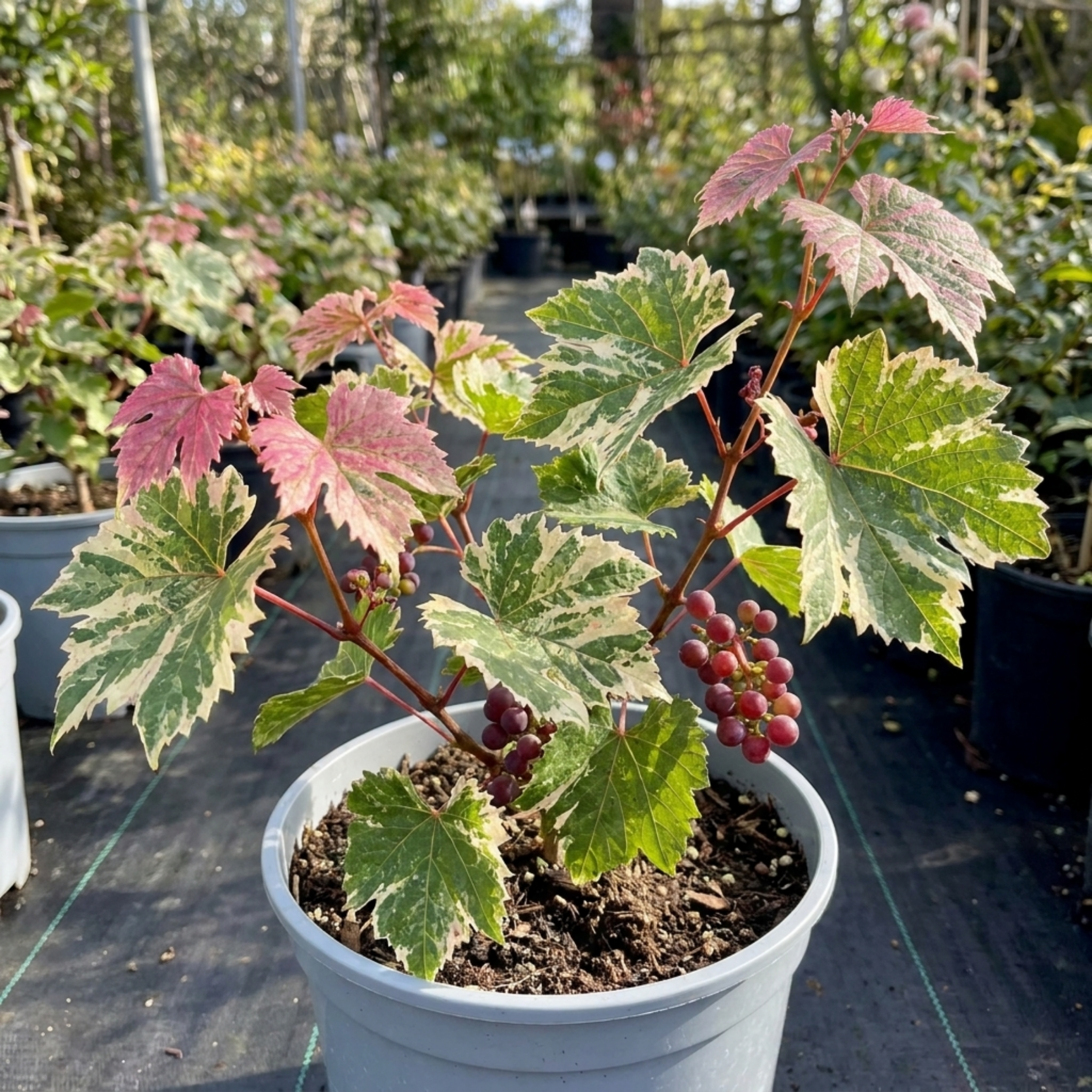 Grape ‘Vitis Supernova Pink’ — Deciduous Climbing Vine, 3L Pot