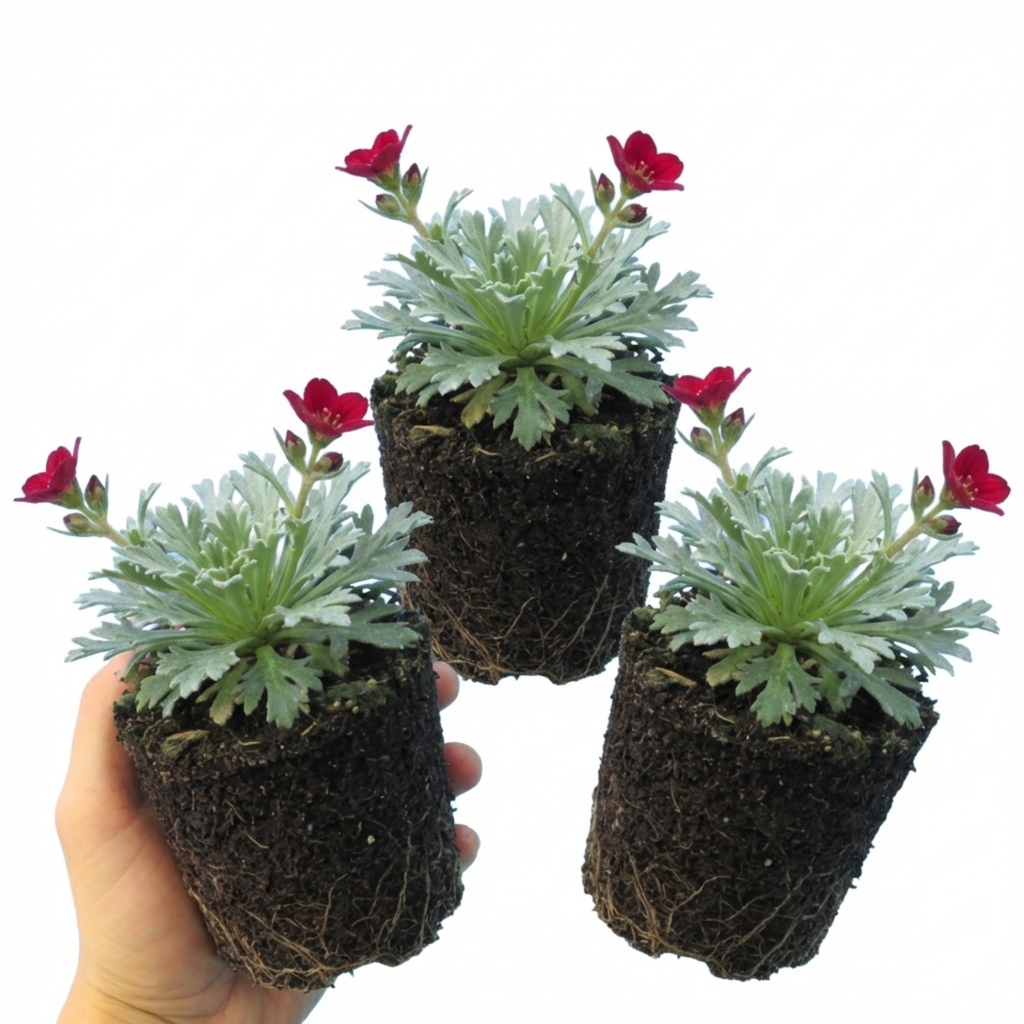 Saxifrage ‘Ice Colours Red’ — Hardy Alpine Evergreen Perennial, Bee-Friendly, 1L Pot (Set of 3 or 6)
