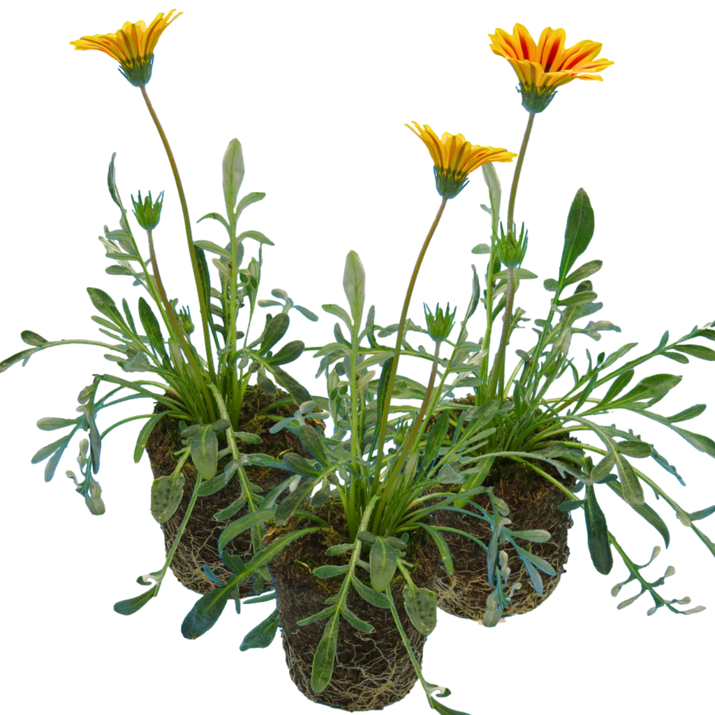 Gazania ‘Kiss Orange Flame’ — Hardy Perennial, 1L Pot (Set of 3 or 6)