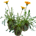 Gazania ‘Kiss Orange Flame’ — Hardy Perennial, 1L Pot (Set of 3 or 6)