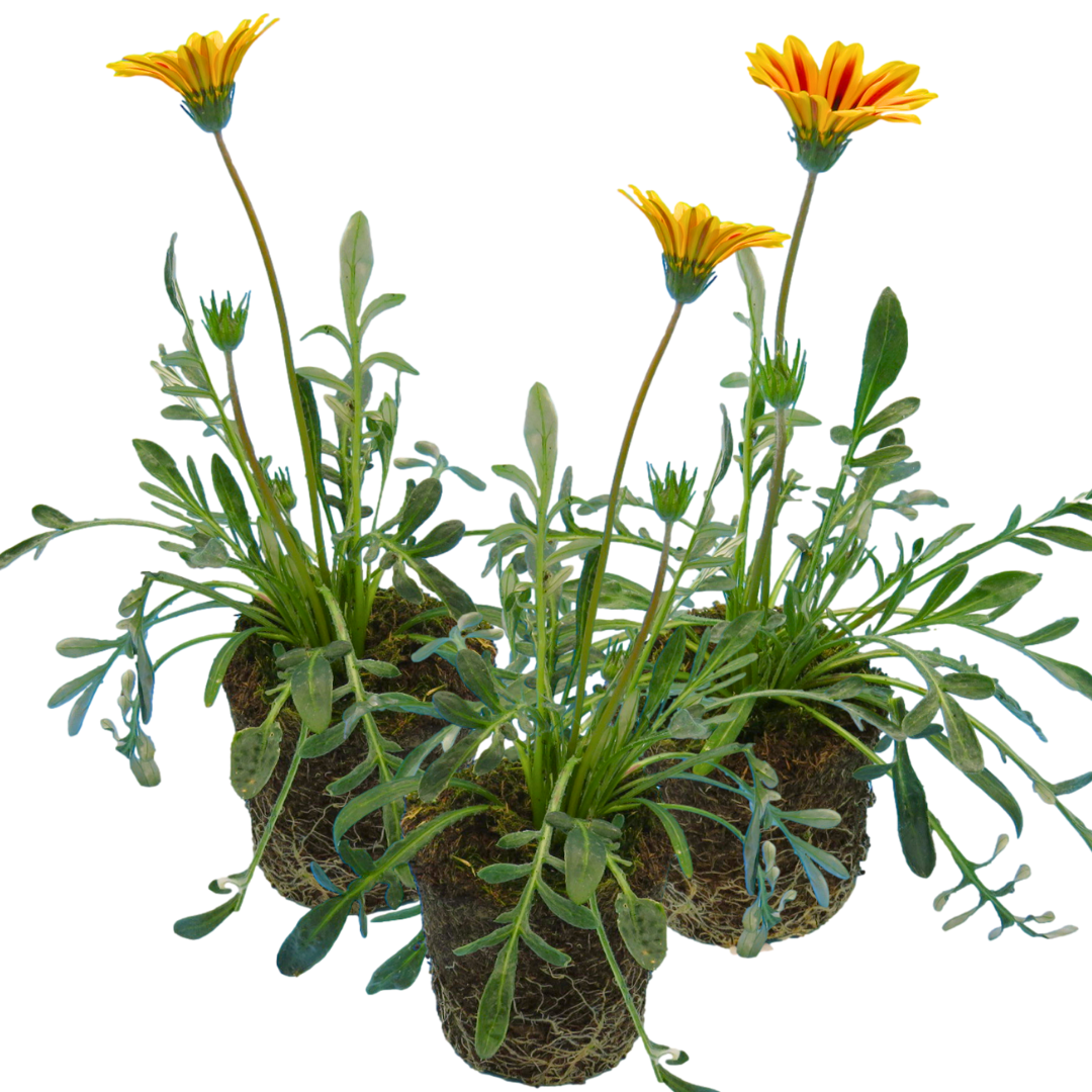 Gazania ‘Kiss Orange Flame’ — Hardy Perennial, 1L Pot (Set of 3 or 6)