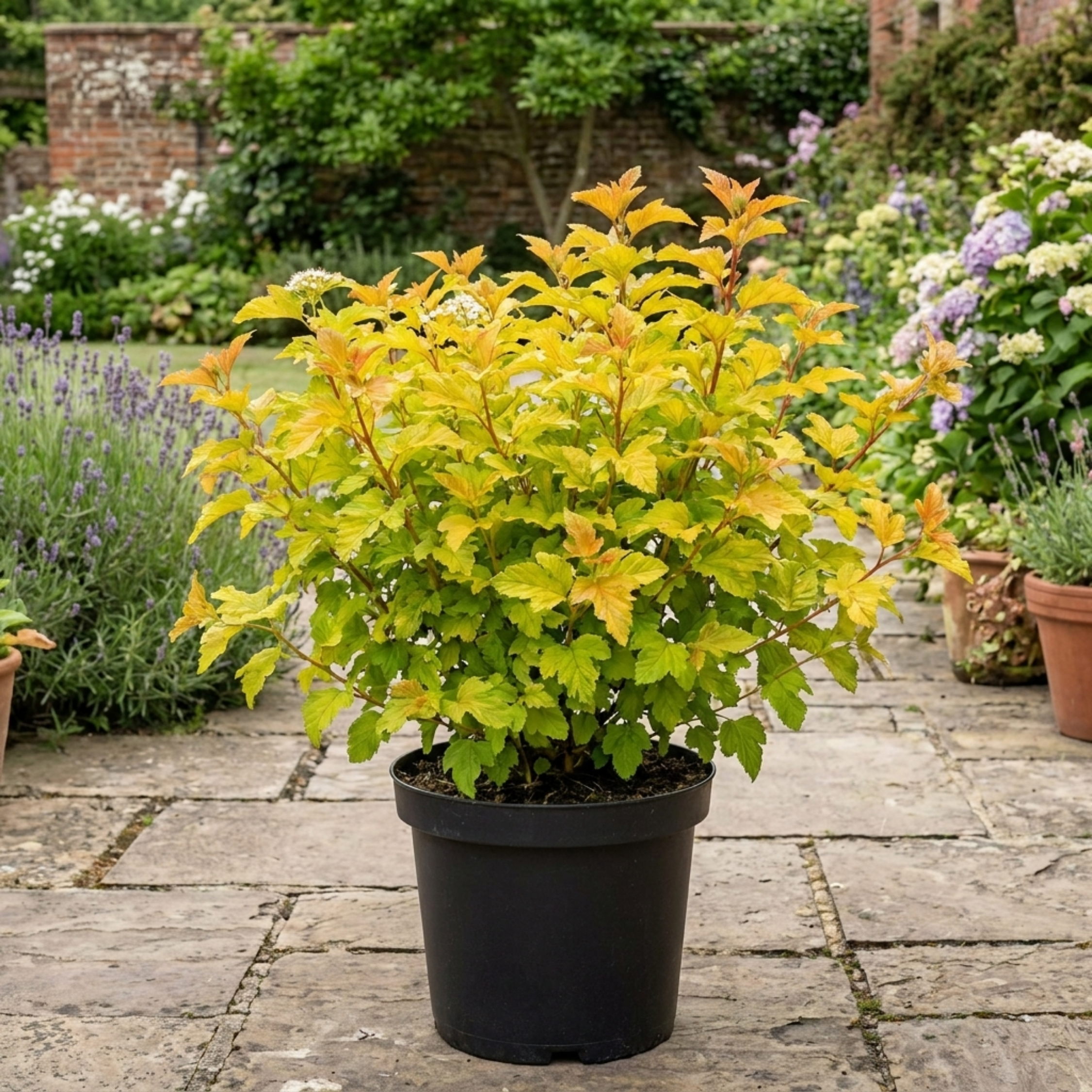 Physocarpus ‘Raspberry Lemonade’ — Deciduous Shrub, Bee-Friendly, 3L Pot