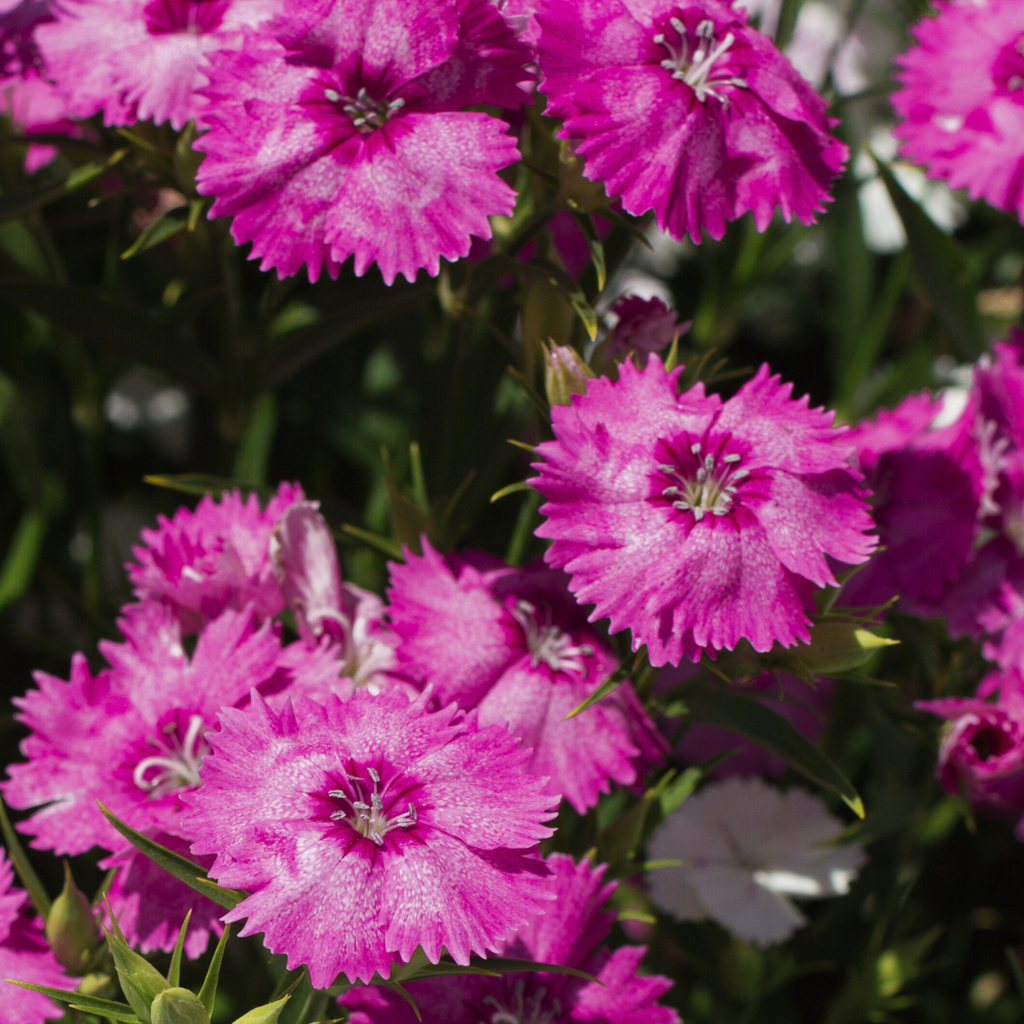Dianthus ‘Festival Lilac’ — Hardy Short-Lived Perennial (often grown as biennial), Bee-Friendly, 10.5cm Pot (Set of 3 or 6)