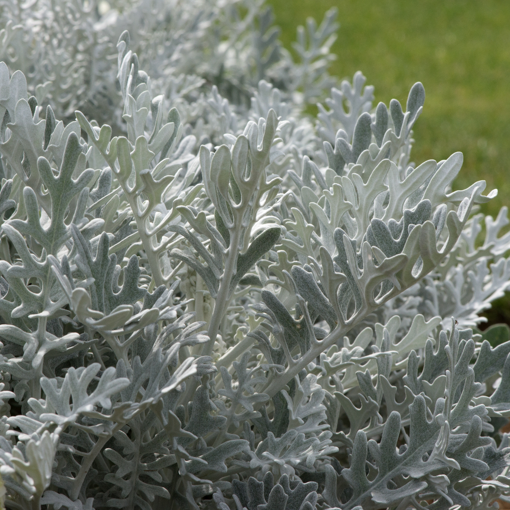 Cineraria ‘Silver dust’ — Half-Hardy Foliage Annual, 10.5cm Pot (Set of 3 or 6)