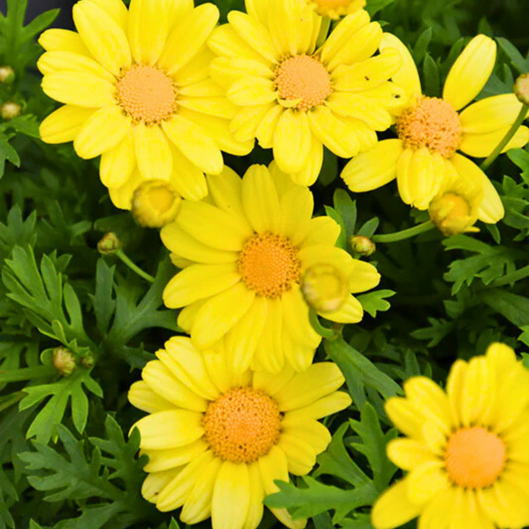 Argyranthemum ‘Madeira Yellow’ — Hardy Perennial, 10.5cm Pot (Set of 3 or 6)