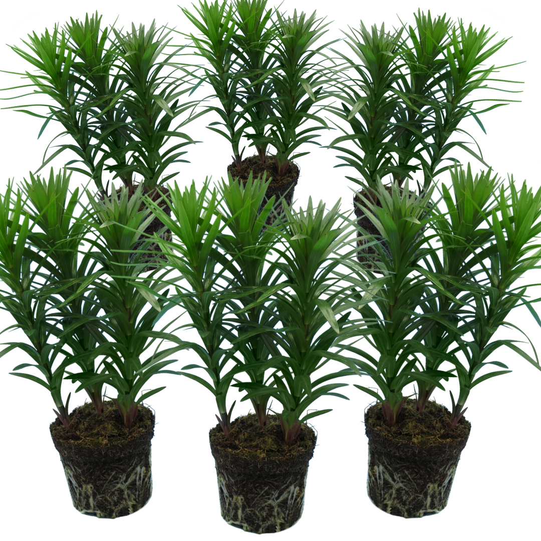 Lilium ‘Orange’ — Hardy Bulb, Bee-Friendly, 13cm Pot (Set of 3 or 6)