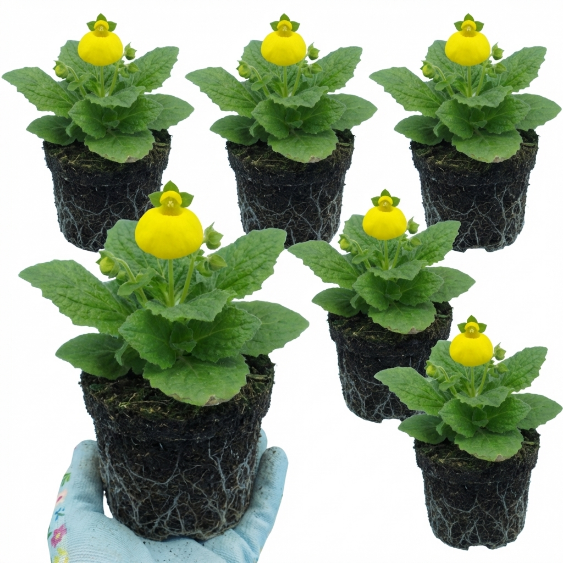 Calceolaria ‘Yellow’ — Hardy Perennial, 1L Pot (Set of 3 or 6)