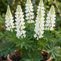 Lupin ‘Legendary White Shades’ — Herbaceous Perennial, Bee-Friendly, 3L Pot