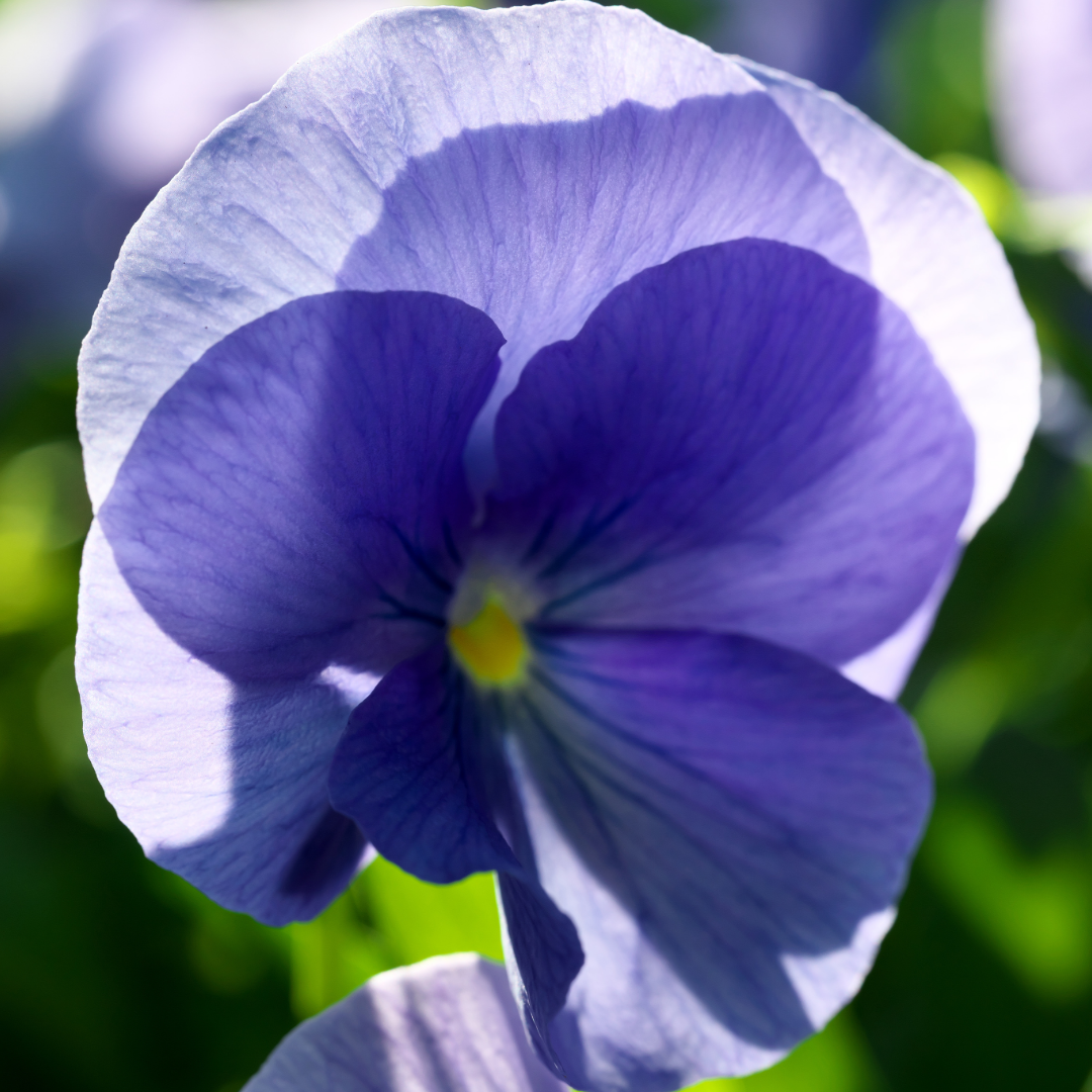 Pansy 'Delta Pro Clear Light Blue' — Hardy Bedding, 10.5cm Pot (Set of 3 or 6)