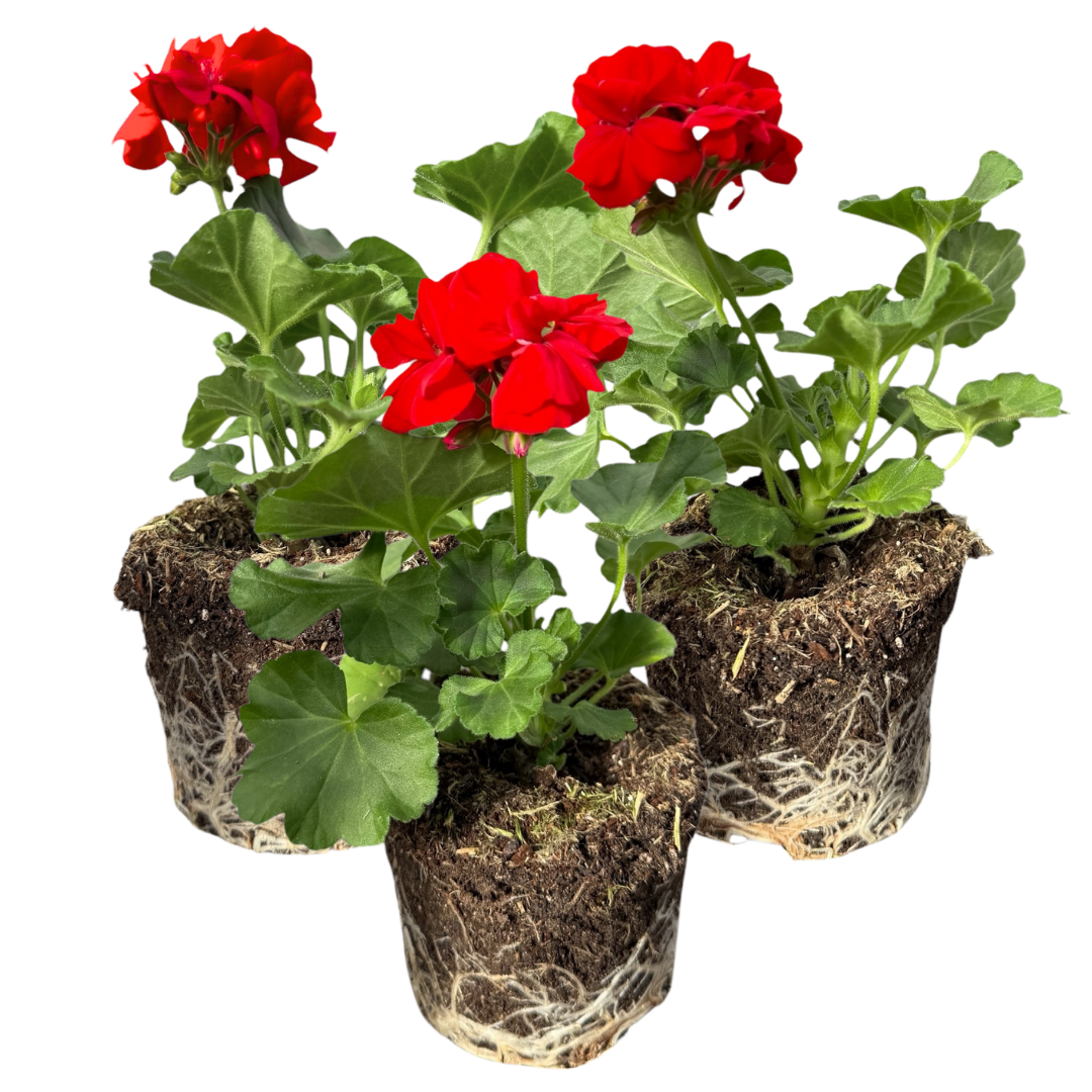 Pelargonium ‘Senna’ — Tender Perennial (grown as bedding), Bee-Friendly, 10.5cm Pot (Set of 3 or 6)