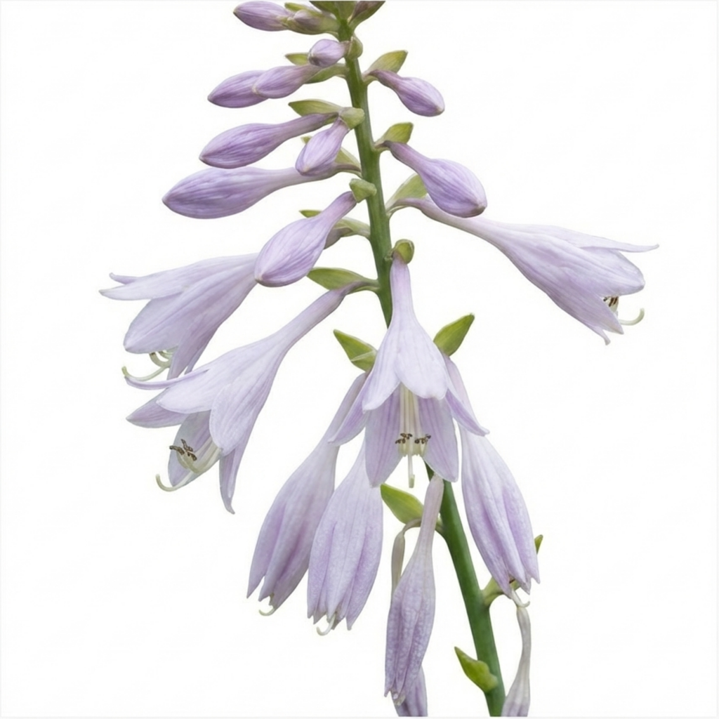 Hosta 'First Frost' — Plantain Lily, Hardy Perennial, 1L Pot (Set of 3 or 6)
