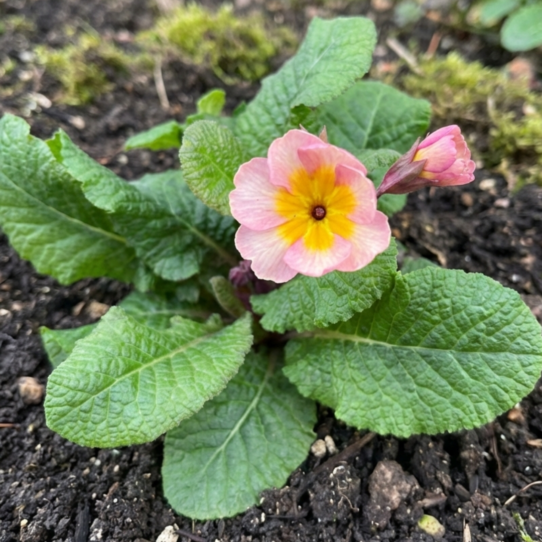 Polyanthus ‘Stella Champagne’ — Hardy Perennial, 1L Pot