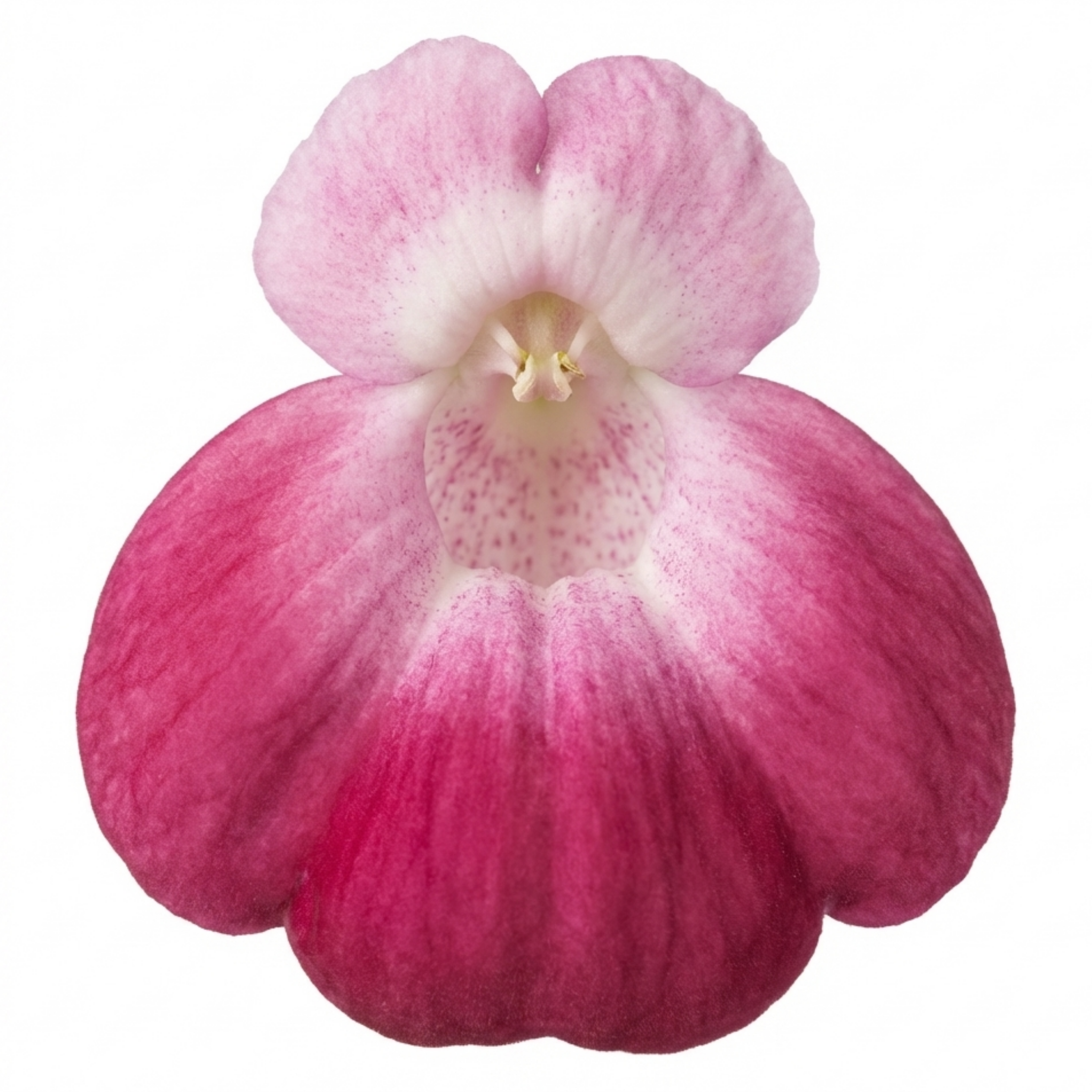 Calceolaria ‘Pink Bicolour’ — Hardy Perennial, 1L Pot (Set of 3 or 6)