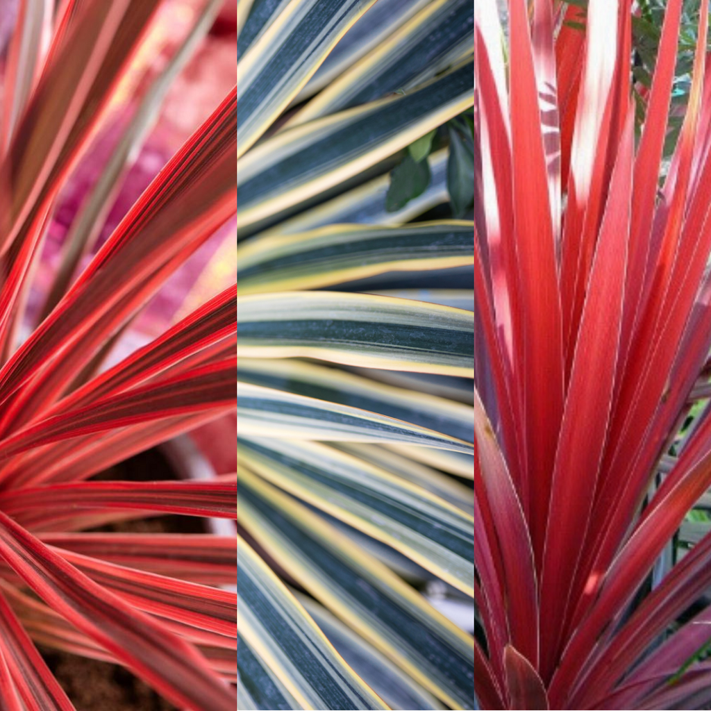 Cordyline Collection — Curated 3-Plant Set (Red Star, Charlie Boy, Torbay Dazzler), 1L Pots