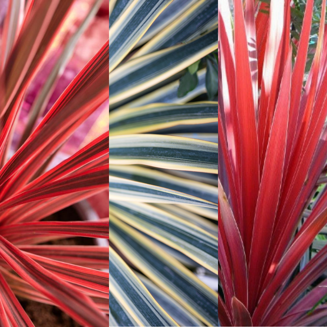 Cordyline Collection — Curated 3-Plant Set (Red Star, Charlie Boy, Torbay Dazzler), 1L Pots
