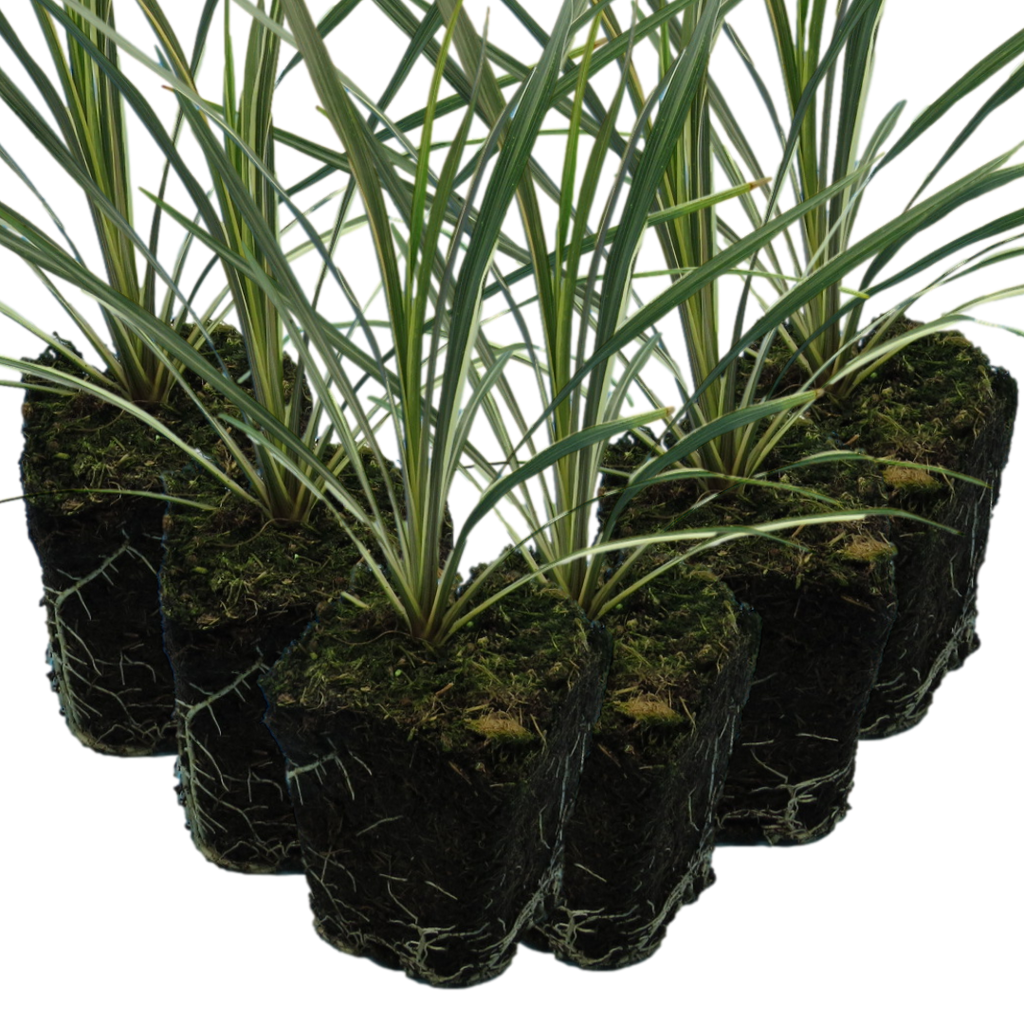 Cordyline ‘Torbay Dazzler’ — Evergreen Architectural Shrub, 1L Pot (Set of 3 or 6)