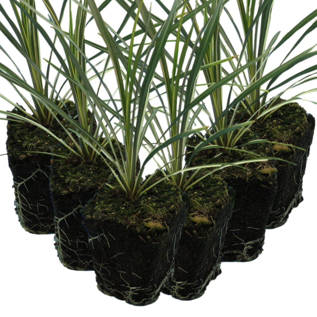 Cordyline ‘Torbay Dazzler’ — Evergreen Architectural Shrub, 1L Pot (Set of 3 or 6)
