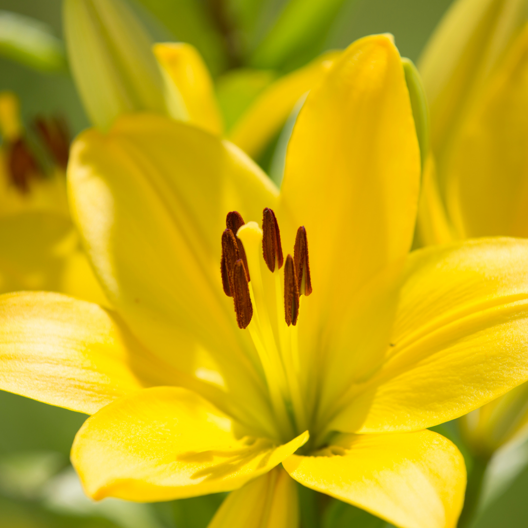 Lilium ‘Yellow’ — Hardy Bulb, Bee-Friendly, 1L Pot (Set of 3 or 6)
