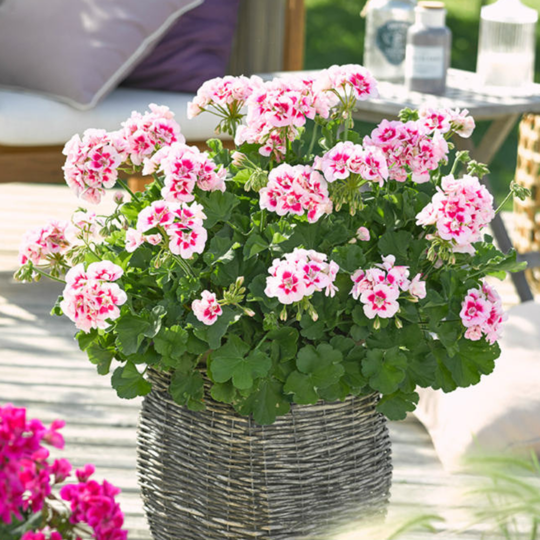 Pelargonium ‘Linus’ — Tender Perennial (grown as bedding), Bee-Friendly, 1L Pot (Set of 3 or 6)