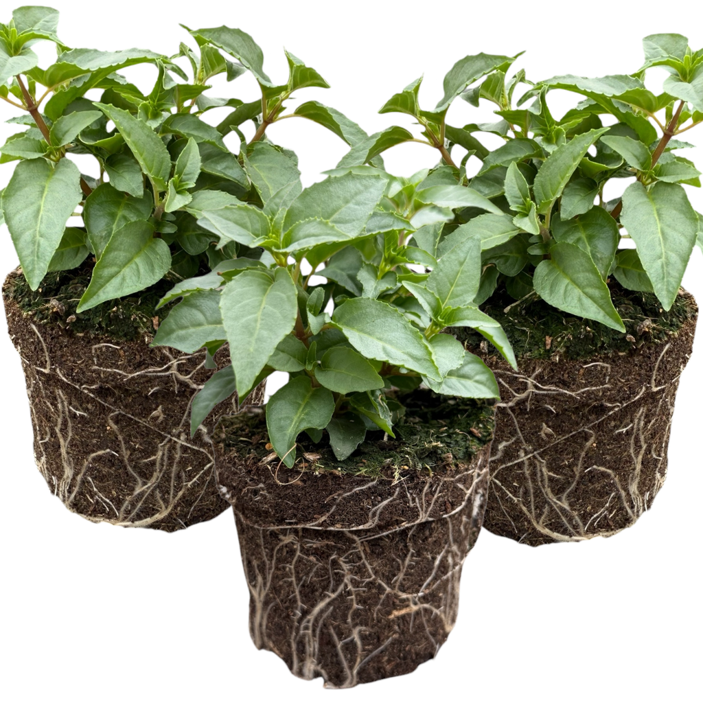 Fuchsia ‘Nikita’ — Patio Fuchsia (semi-tender perennial), Bee-Friendly, 10.5cm Pot (Set of 3 or 6)