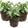 Fuchsia ‘Nikita’ — Patio Fuchsia (semi-tender perennial), Bee-Friendly, 10.5cm Pot (Set of 3 or 6)