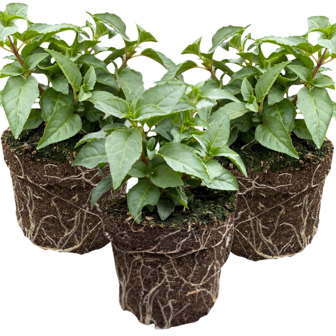 Fuchsia ‘Nikita’ — Patio Fuchsia (semi-tender perennial), Bee-Friendly, 10.5cm Pot (Set of 3 or 6)