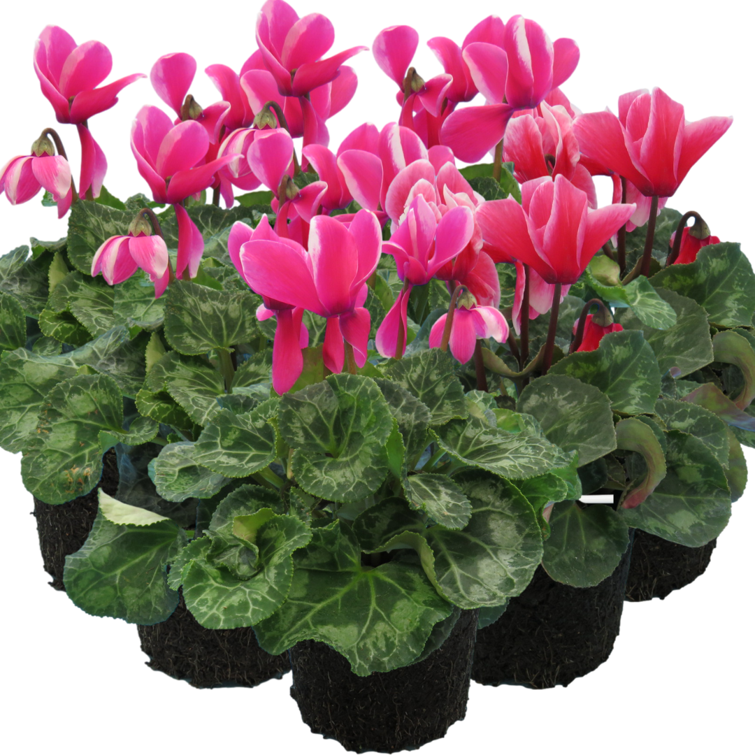 Cyclamen ‘Bicolour Growers Selection’ — Hardy Perennial, 1L Pot