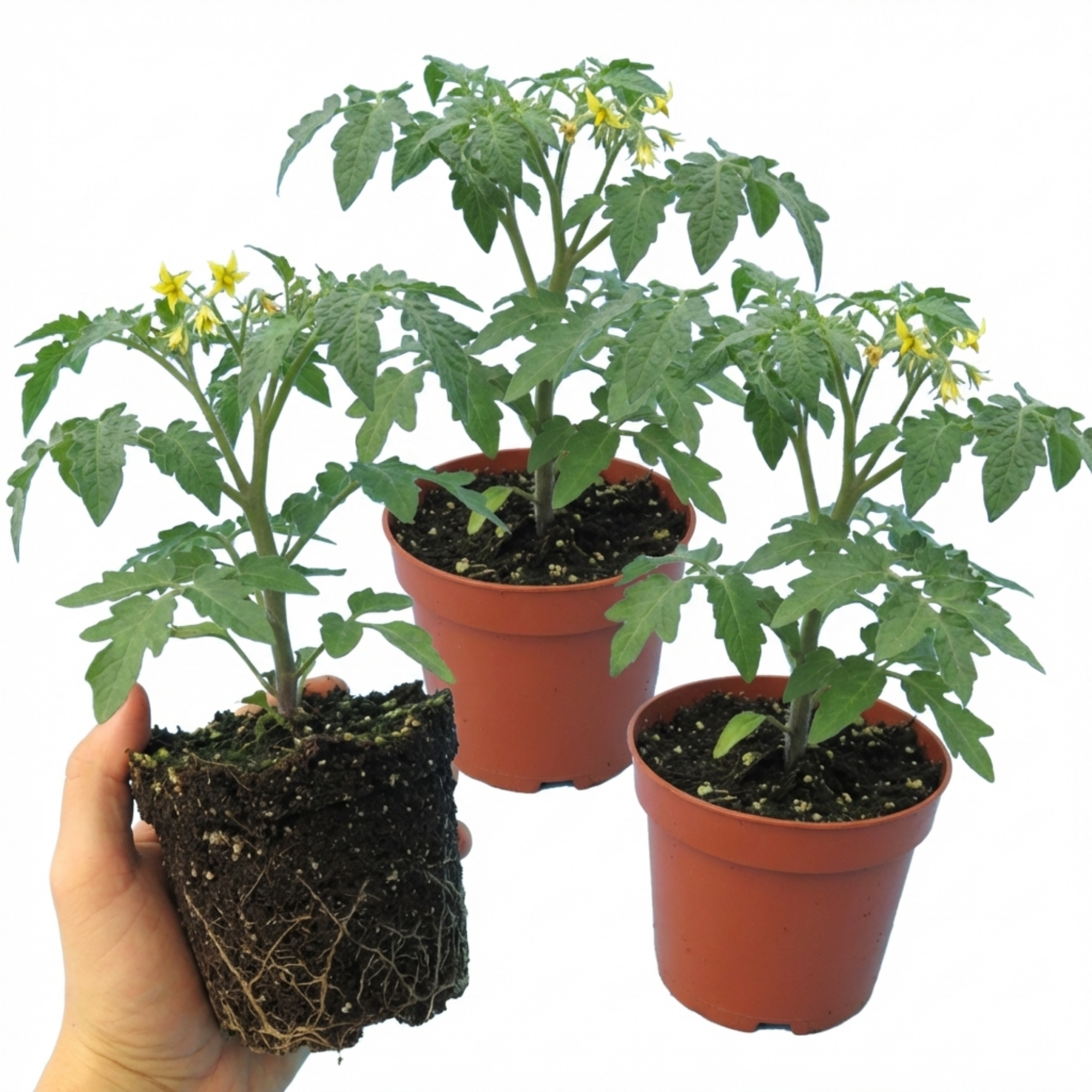Tomato ‘Honeycomb’ — Fruit Plant / Tender Annual, 10.5cm Pot (Set of 3 or 6)