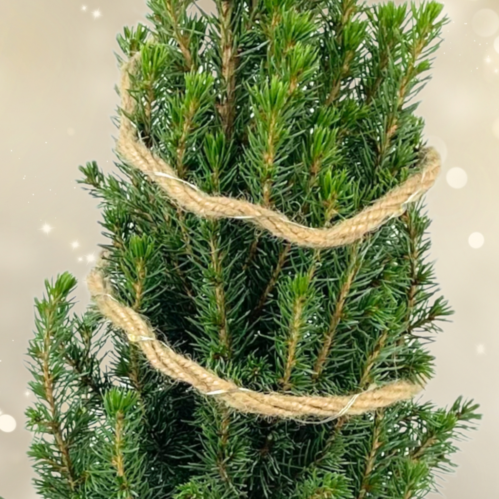 Mini Christmas Tree in Hessian Sack with Lights — Festive Live Conifer, 2L Pot