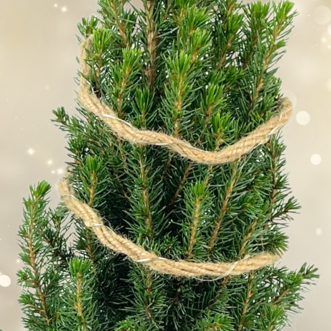 Mini Christmas Tree in Hessian Sack with Lights — Festive Live Conifer, 2L Pot