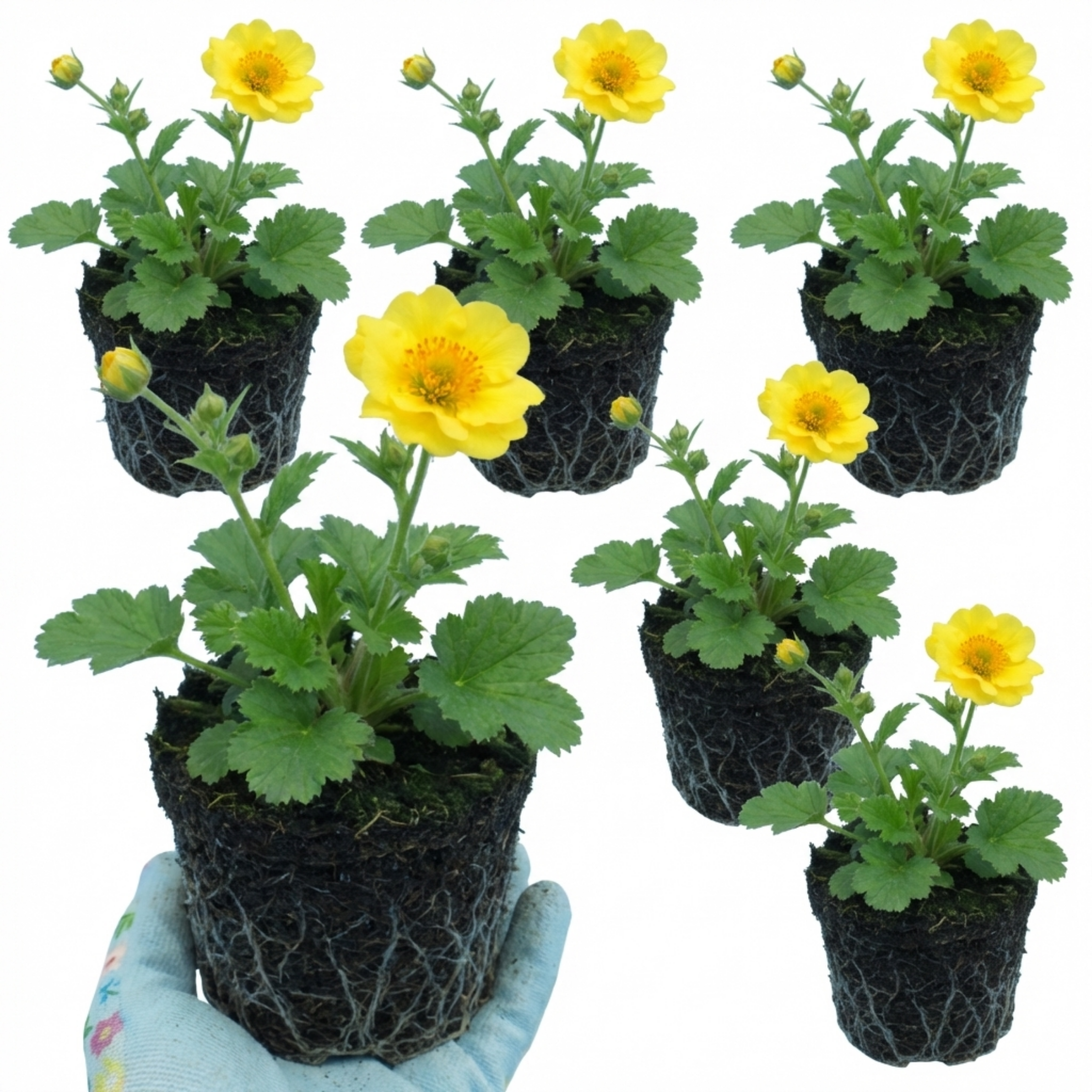 Geum ‘Lady Stratheden’ — Hardy Herbaceous Perennial, Bee-Friendly, 1L Pot (Set of 3 or 6)