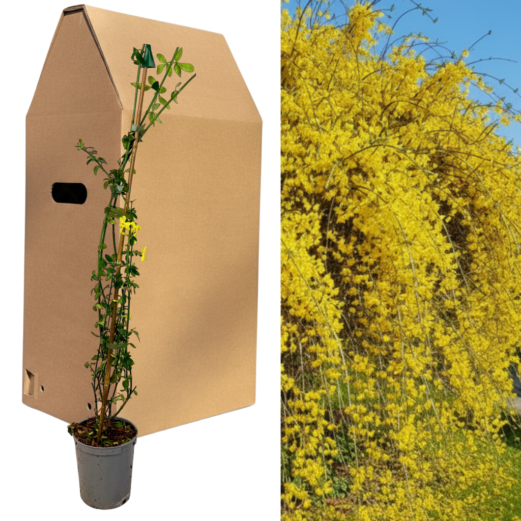 Jasminum nudiflorum — Winter Jasmine, 2L Pot