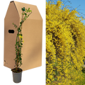 Jasminum nudiflorum — Winter Jasmine, 2L Pot
