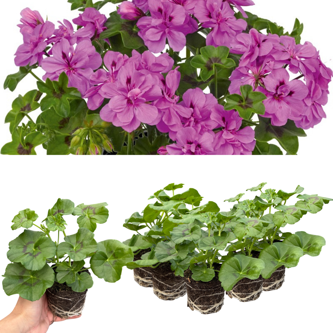Geranium ‘Sunflair Amethyst’ — Hardy Perennial, 10.5cm Pot (Set of 3 or 6)