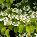 Viburnum ‘Mariesii’ — Hardy Shrub, 3L Pot