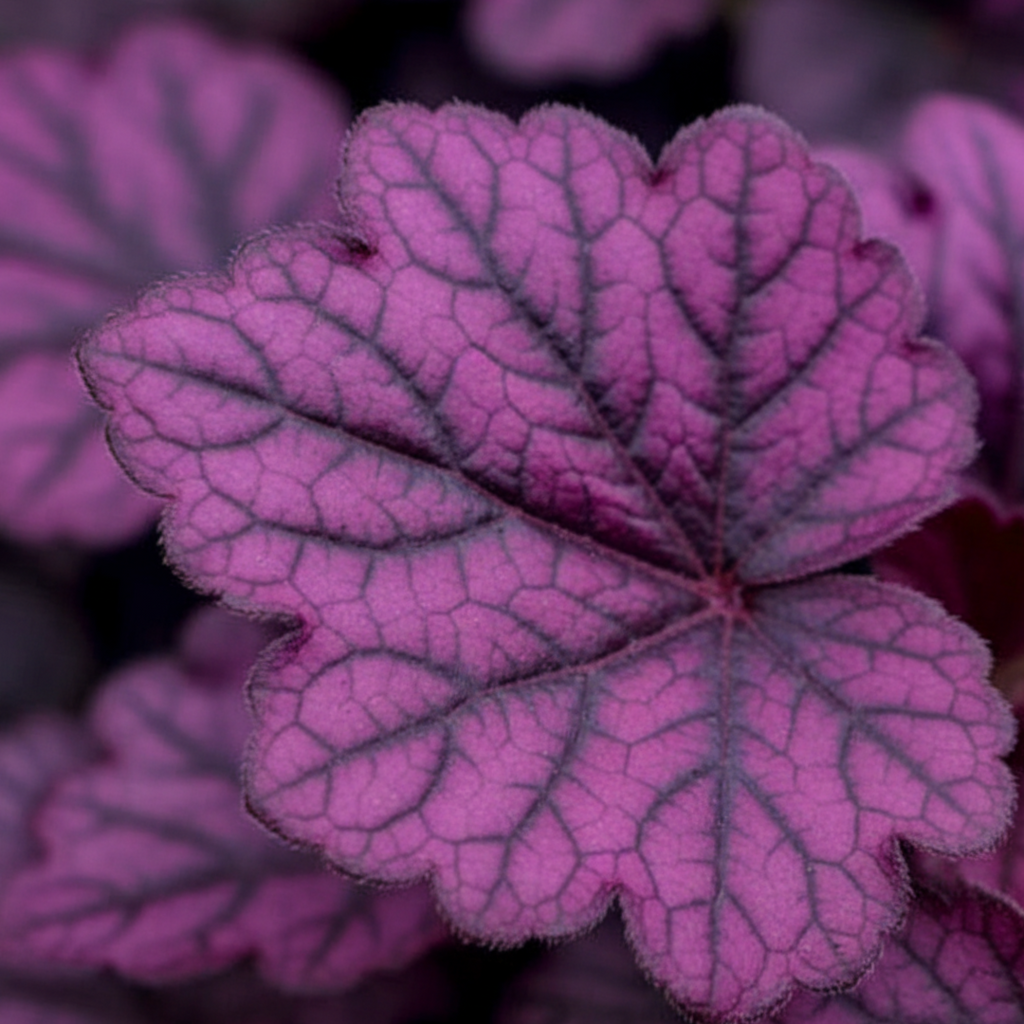 Heuchera ‘Wildberry’ — Hardy Perennial, 2L Pot