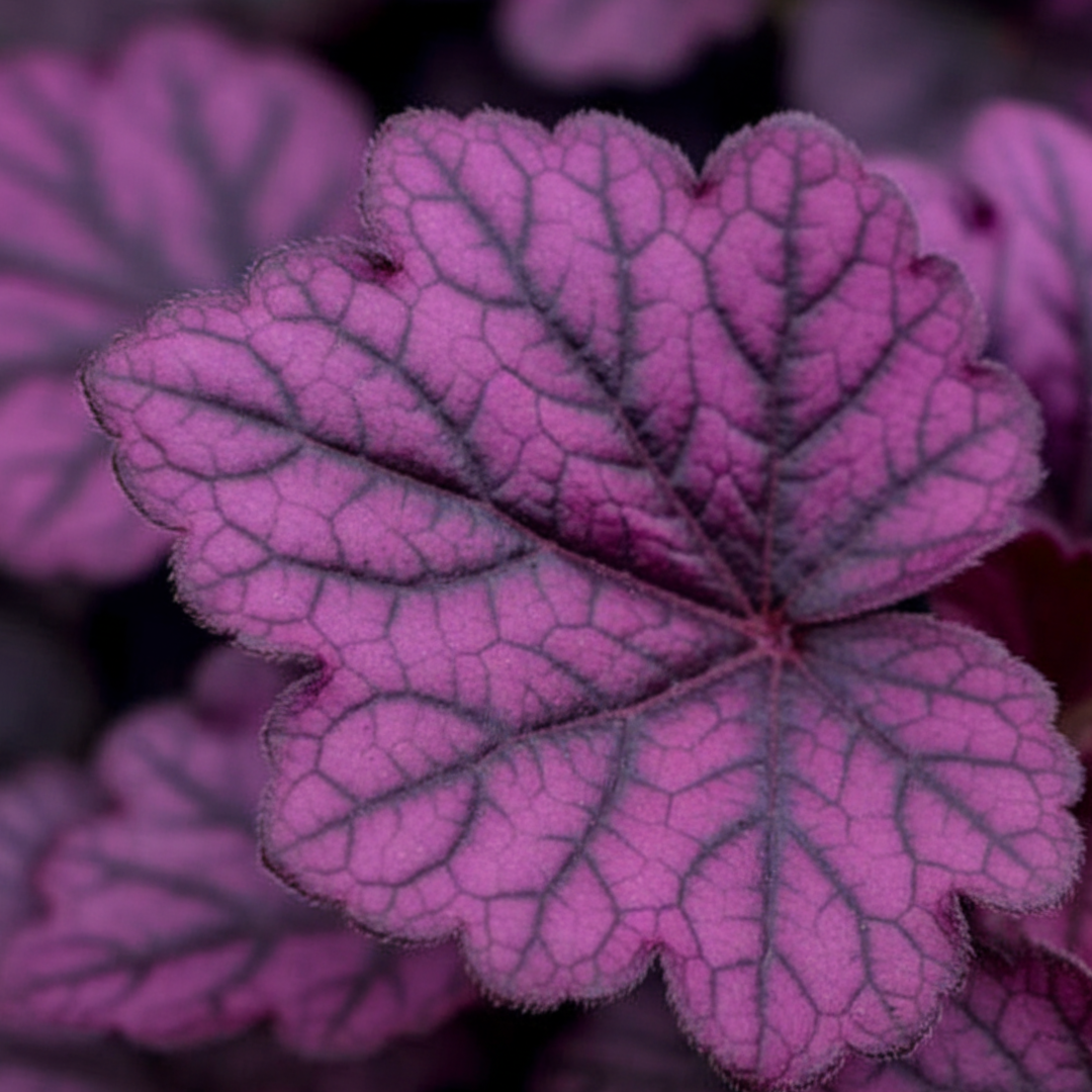 Heuchera ‘Wildberry’ — Hardy Perennial, 2L Pot