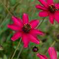 Cosmos ‘Cherry Chocolate’ — Hardy Perennial, Bee-Friendly, 2L Pot