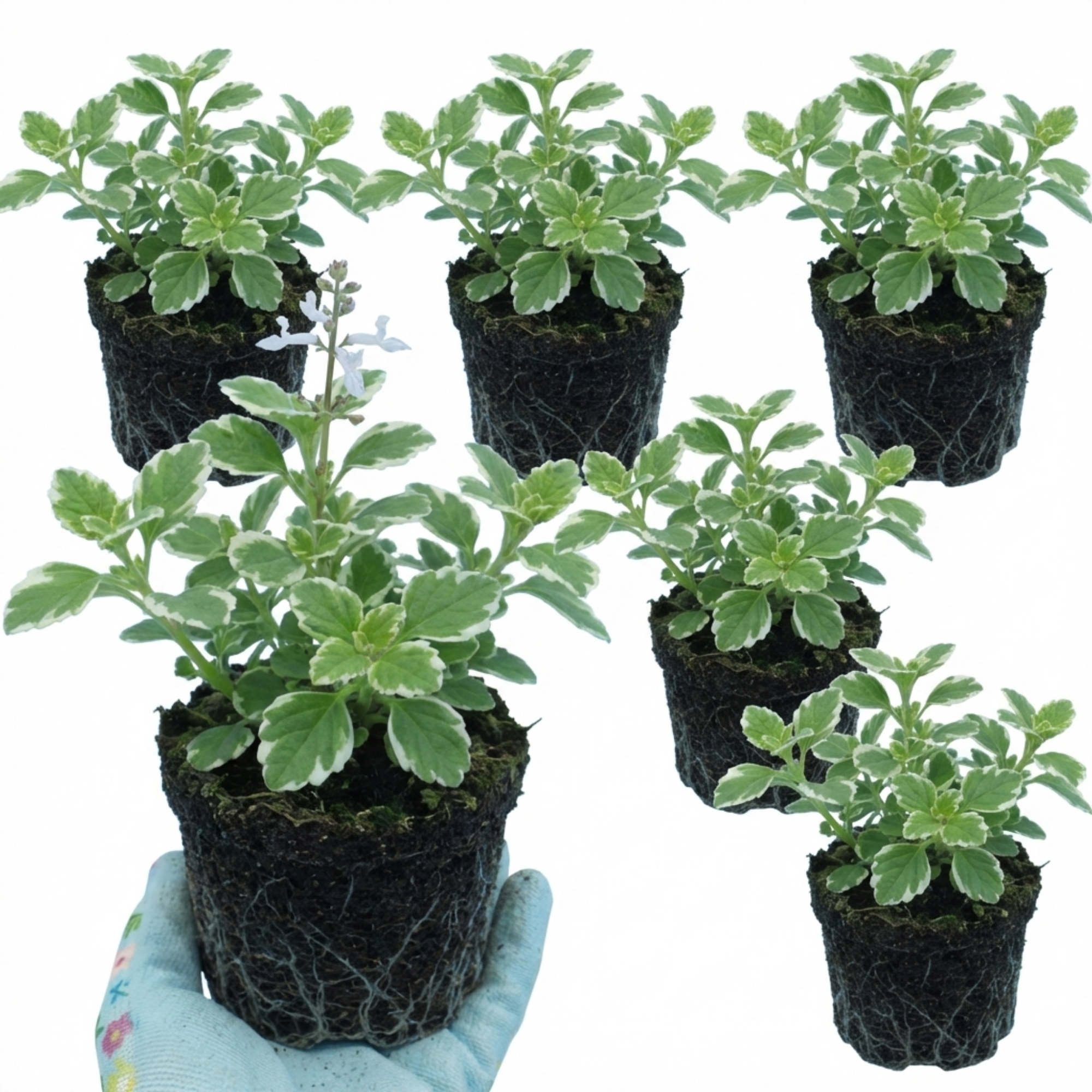 Plectranthus ‘Coleoides’ — Tender Perennial (grown Seasonally Outdoors), 10.5cm Pot (Set of 3 or 6)