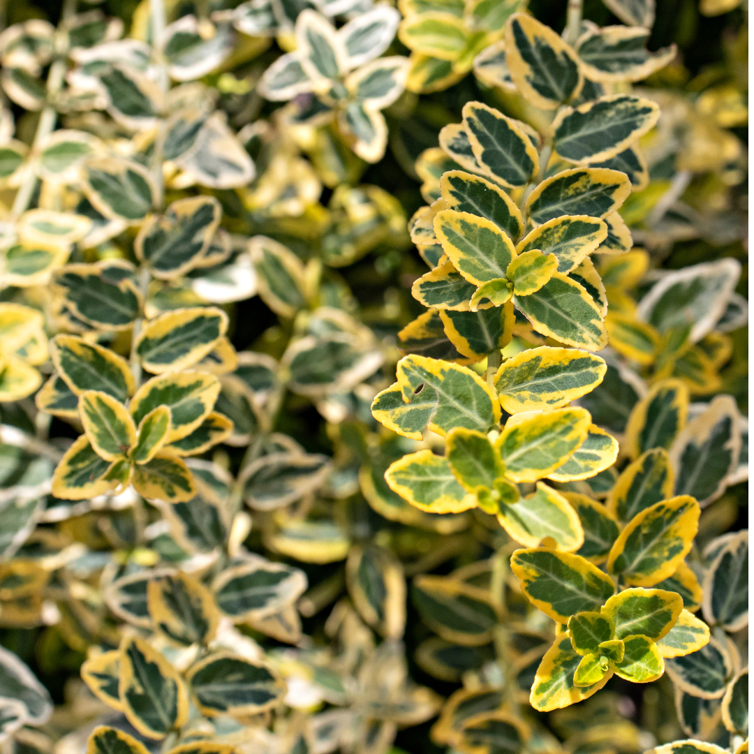 Euonymus ‘Emerald n Gold’ — Evergreen Shrub / Ground Cover, Bee-Friendly, 1L Pot (Set of 3 or 6)