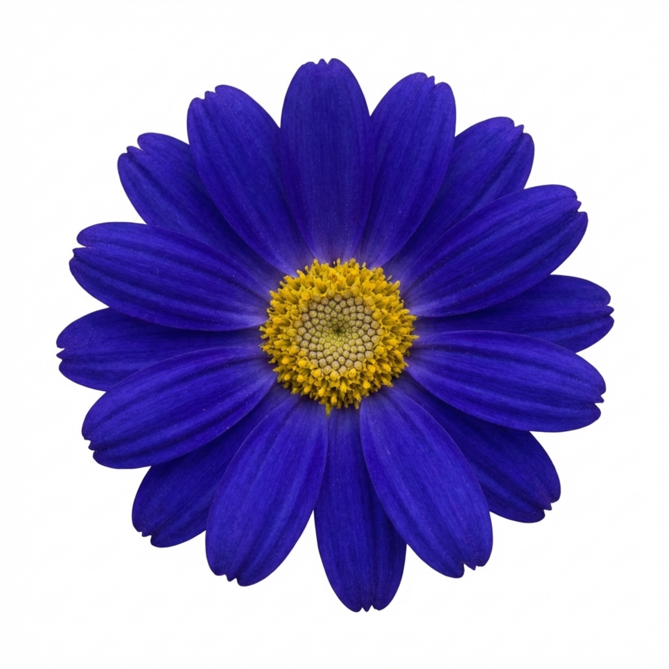 Senetti ‘Kobalt Blue Pericallis Daisy’ — Bedding Plant, Bee-Friendly, 17cm Pot